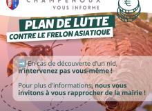 Lutte contre le frelon asiatique